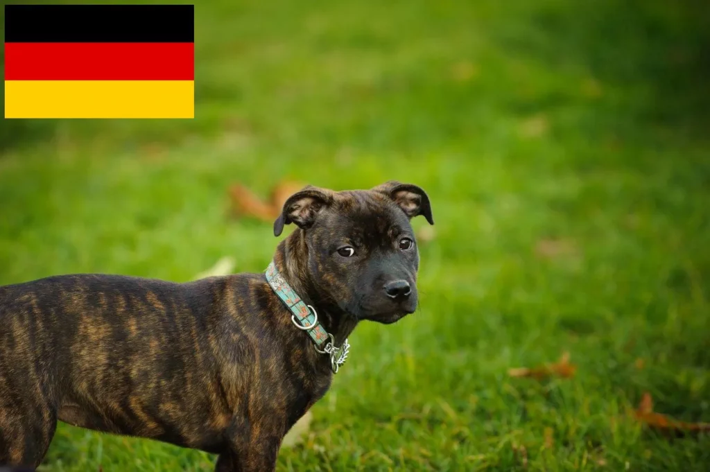 Staffordshire Bull Terrier Züchter mit Welpen Deutschland