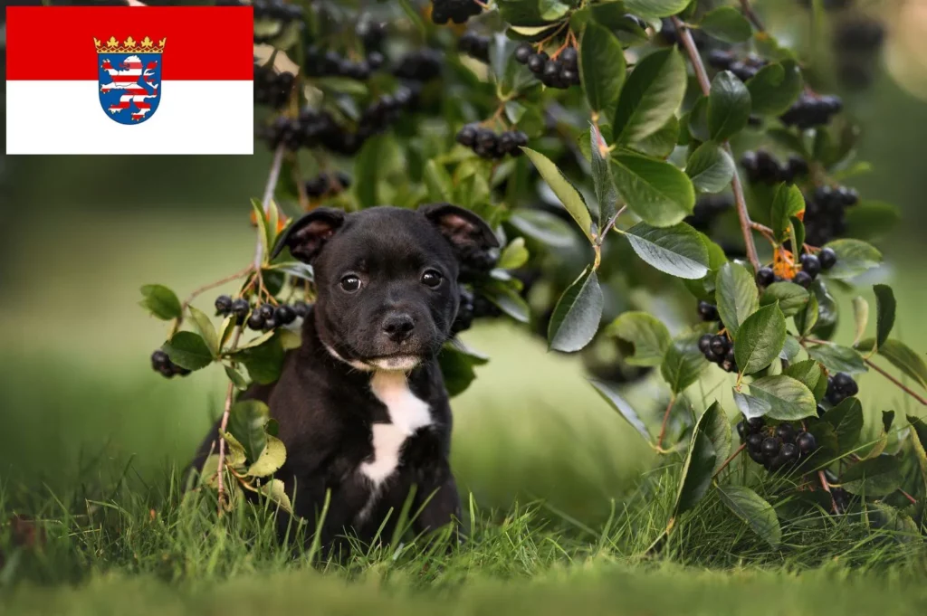 Staffordshire Bull Terrier Züchter mit Welpen Hessen