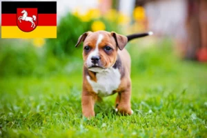 Read more about the article Staffordshire Bull Terrier Züchter und Welpen in Niedersachsen
