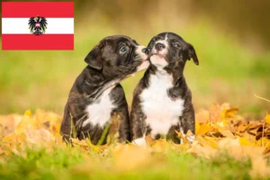 Read more about the article Staffordshire Bull Terrier Züchter und Welpen in Österreich