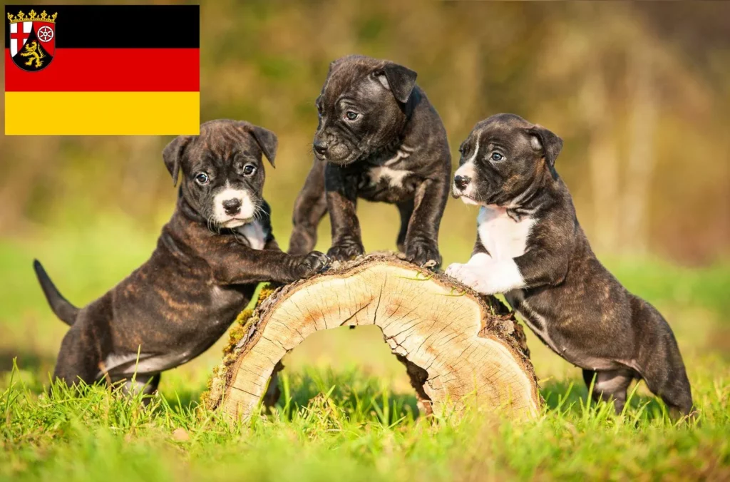 Staffordshire Bull Terrier Züchter mit Welpen Rheinland-Pfalz