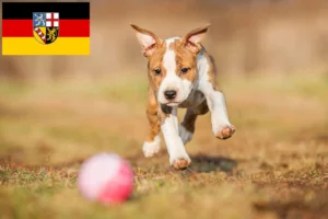 Read more about the article Staffordshire Bull Terrier Züchter und Welpen im Saarland