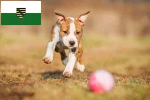 Read more about the article Staffordshire Bull Terrier Züchter und Welpen in Sachsen