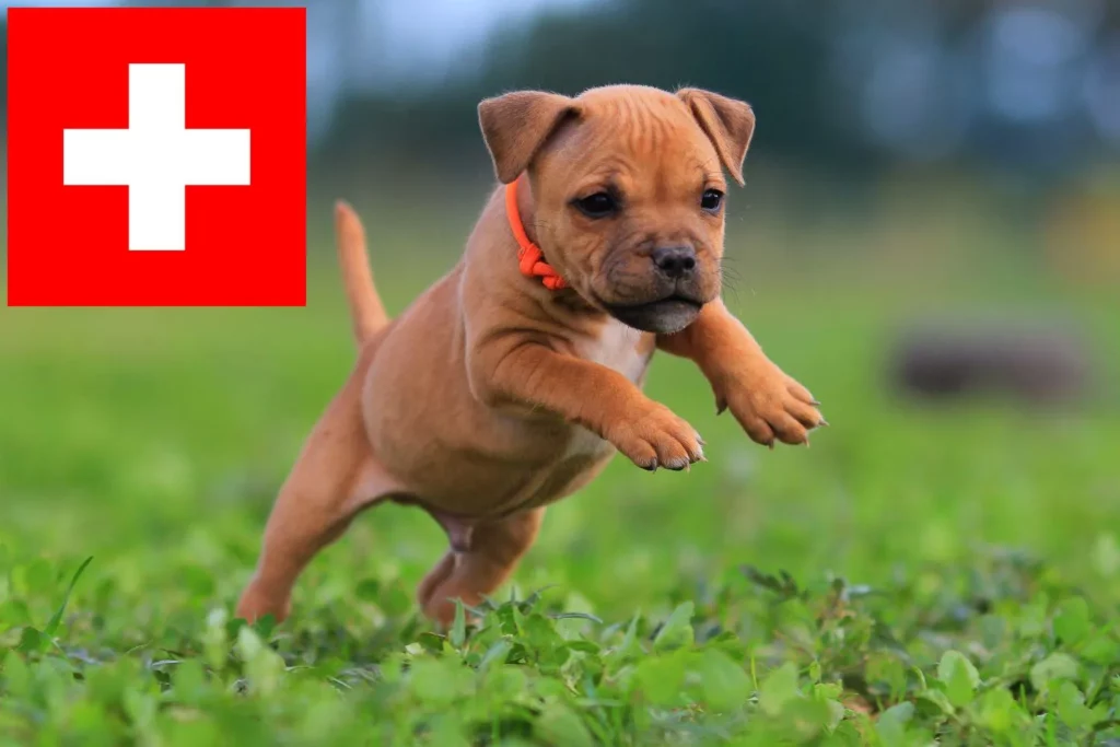 Staffordshire Bull Terrier Züchter mit Welpen Schweiz
