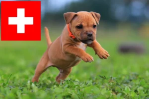 Read more about the article Staffordshire Bull Terrier Züchter und Welpen in der Schweiz