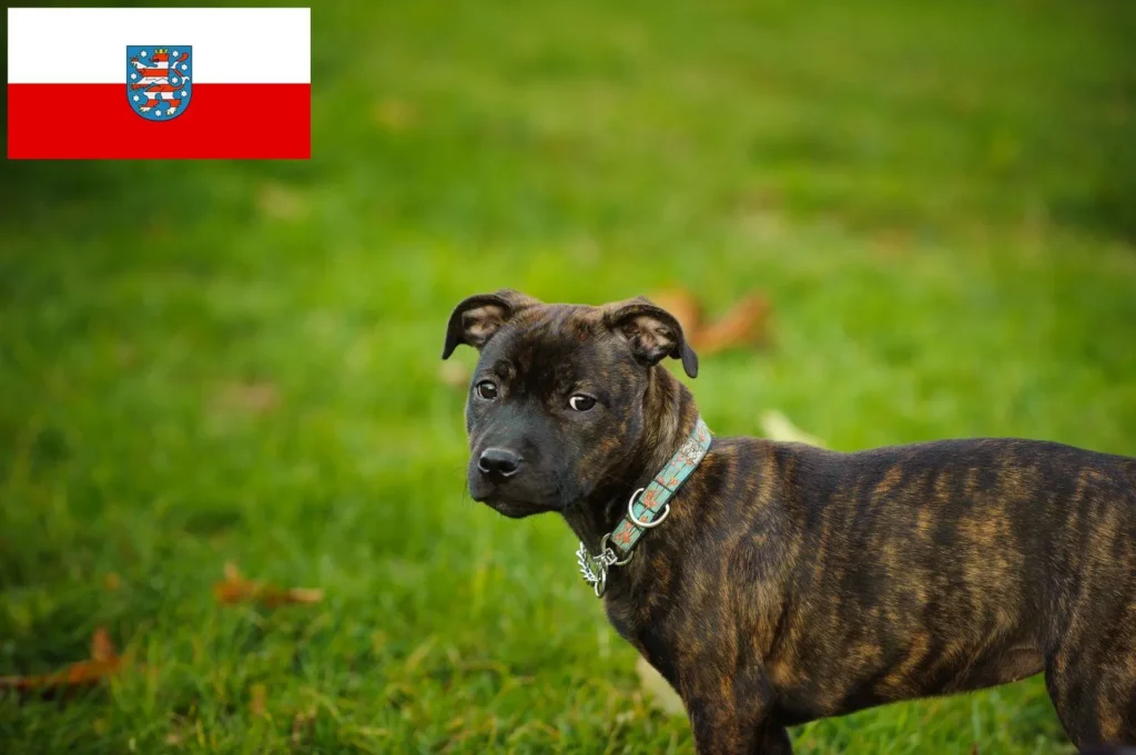 Staffordshire Bull Terrier Züchter mit Welpen Thüringen