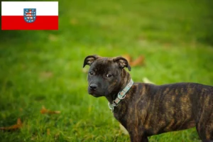 Read more about the article Staffordshire Bull Terrier Züchter und Welpen in Thüringen