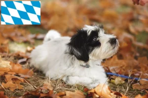 Read more about the article Tibet Terrier Züchter und Welpen in Bayern