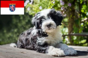 Read more about the article Tibet Terrier Züchter und Welpen in Hessen