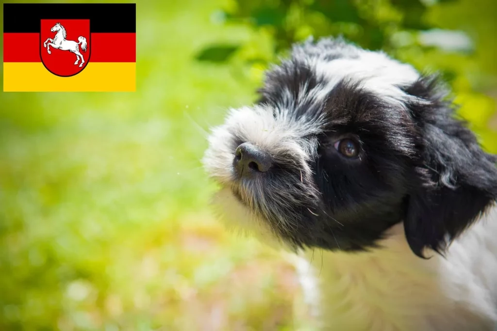 Tibet Terrier Züchter mit Welpen Niedersachsen
