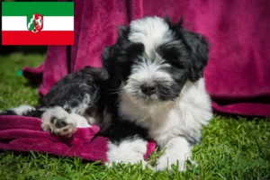 Read more about the article Tibet Terrier Züchter und Welpen in Nordrhein-Westfalen