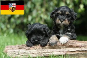Read more about the article Tibet Terrier Züchter und Welpen im Saarland
