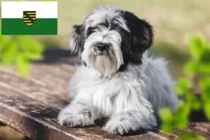 Read more about the article Tibet Terrier Züchter und Welpen in Sachsen