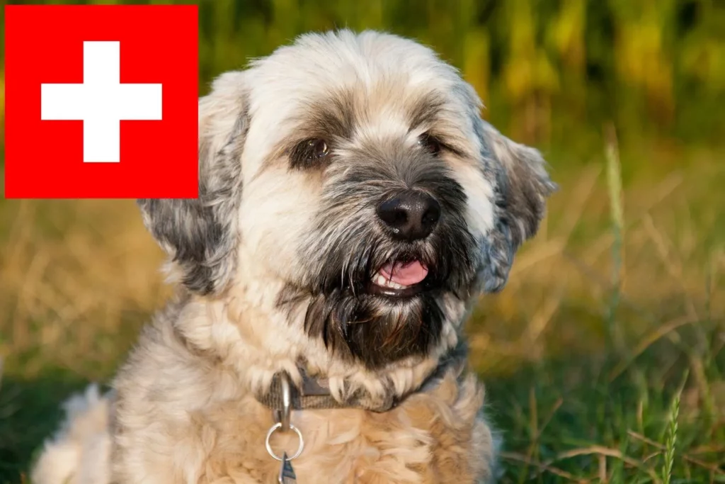 Tibet Terrier Züchter mit Welpen Schweiz