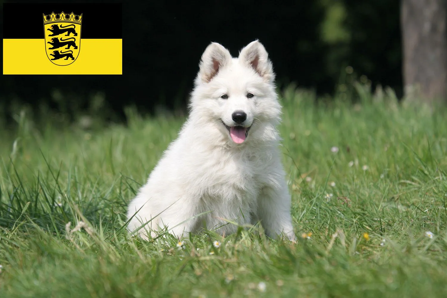 Madcolitote Auto-Aufkleber - Weißer Schäferhund, 35,6cm Vinyl Für Stoßstange & Fenster