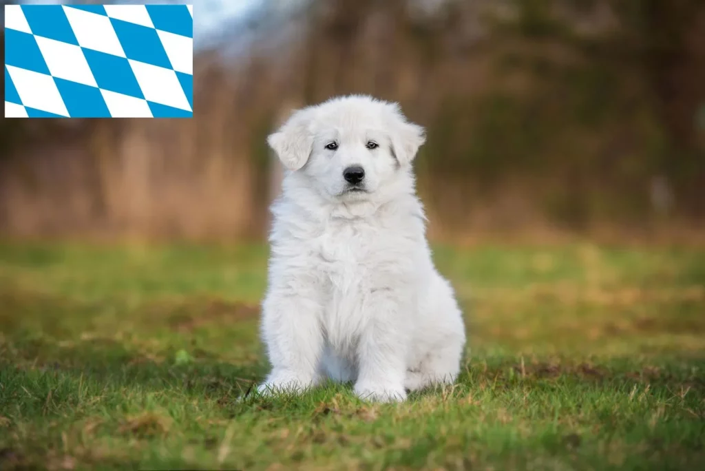 Weißer Schweizer Schäferhund Züchter mit Welpen Bayern