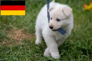 Read more about the article Weißer Schweizer Schäferhund Züchter und Welpen in Deutschland