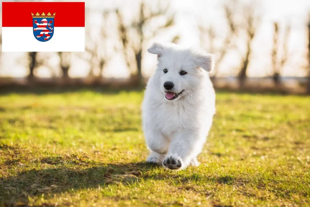 Weißer Schweizer Schäferhund Züchter mit Welpen Hessen