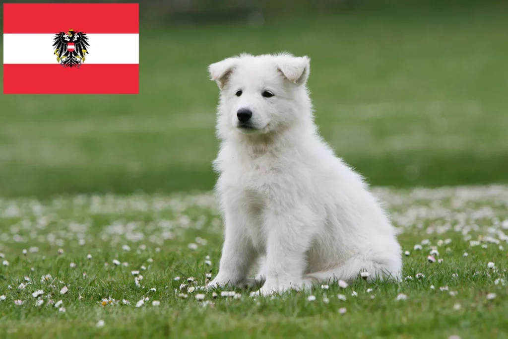 Weißer Schweizer Schäferhund Züchter mit Welpen Österreich