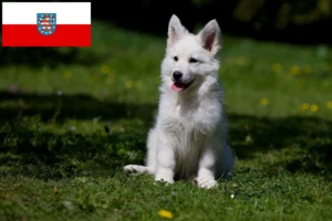 Read more about the article Weißer Schweizer Schäferhund Züchter und Welpen in Thüringen