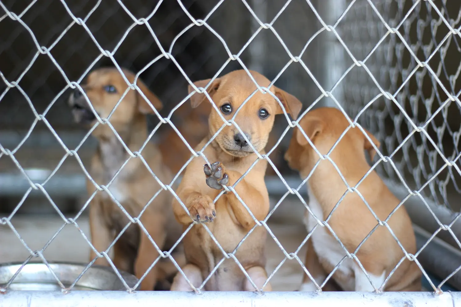 Hundewelpen suchen ein neues Zuhause. Hilf einem Welpen oder erwachsenen Hund in Not. Drei Hundewelpen in einem Käfig im Tierheim