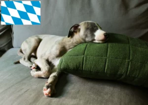 Read more about the article Whippet Züchter und Welpen in Bayern