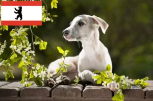 Read more about the article Whippet Züchter und Welpen in Berlin