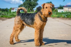 Airedale Terrier steht auf einer ländlichen Straße.