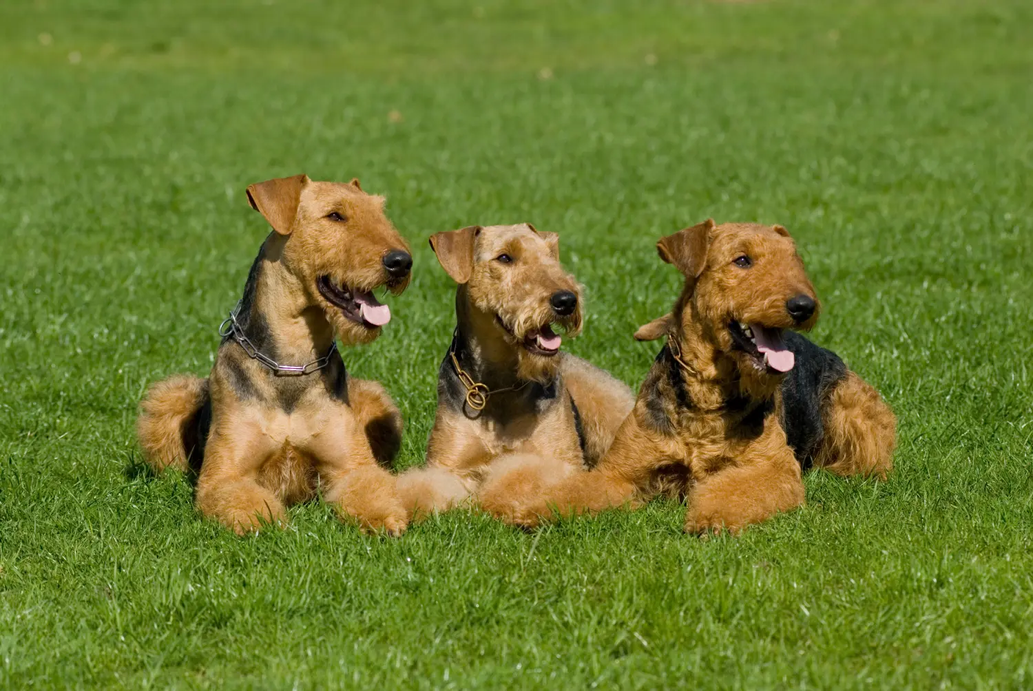 Drei Airedale Terrier liegen nebeneinander auf einer Wiese.