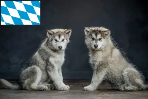 Read more about the article Alaskan Malamute Züchter und Welpen in Bayern