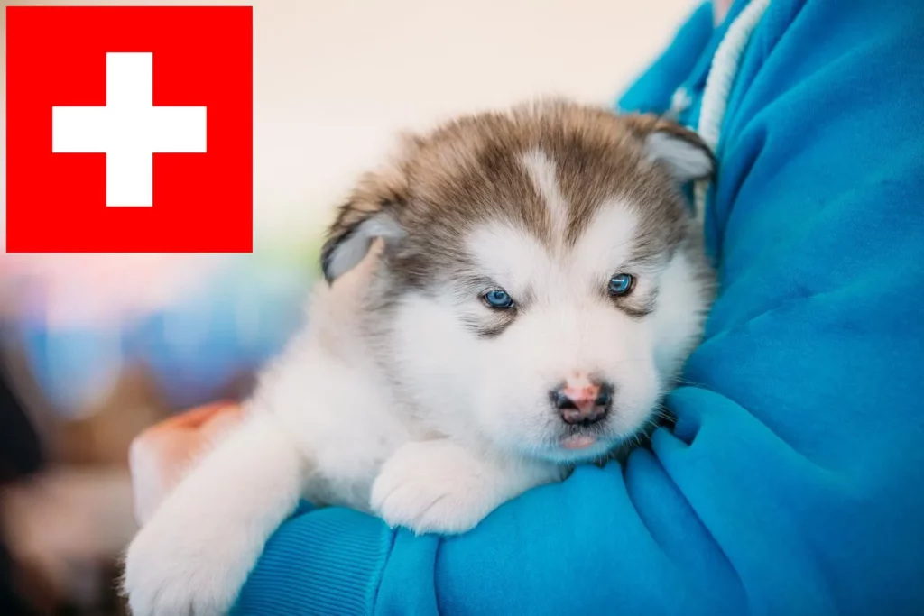 Alaskan Malamute Züchter mit Welpen Schweiz