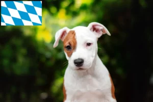 Read more about the article American Staffordshire Terrier Züchter und Welpen in Bayern