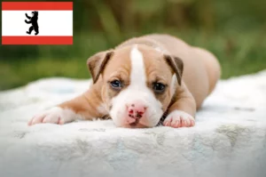 Read more about the article American Staffordshire Terrier Züchter und Welpen in Berlin