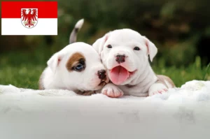 Read more about the article American Staffordshire Terrier Züchter und Welpen in Brandenburg