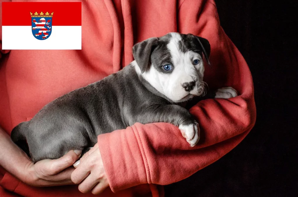 American Staffordshire Terrier Züchter mit Welpen Hessen