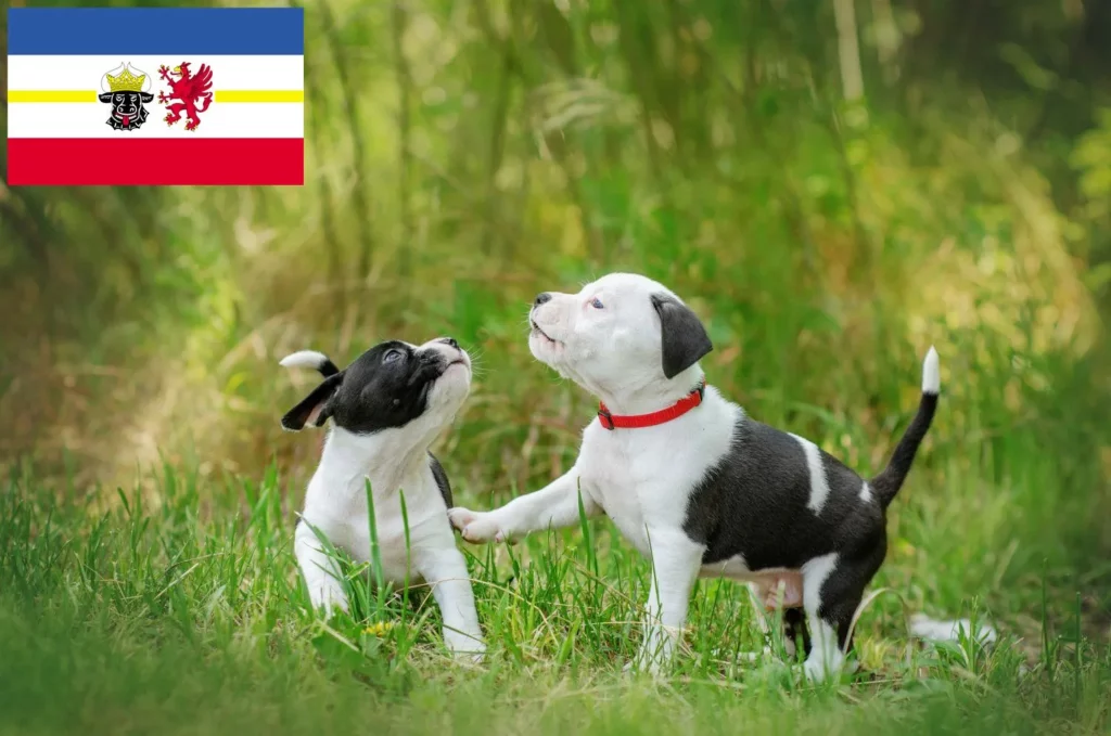 American Staffordshire Terrier Züchter mit Welpen Mecklenburg-Vorpommern