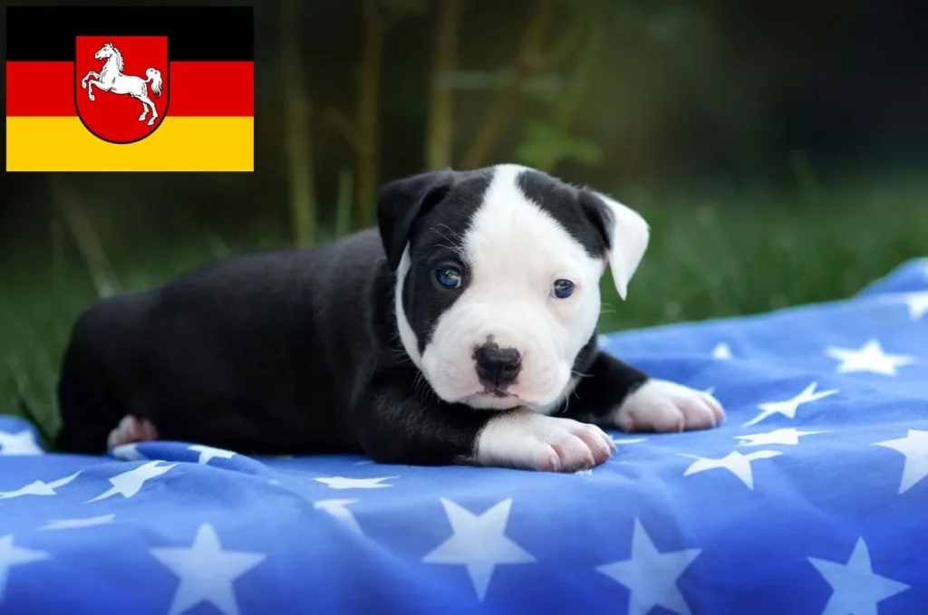 American Staffordshire Terrier Züchter mit Welpen Niedersachsen