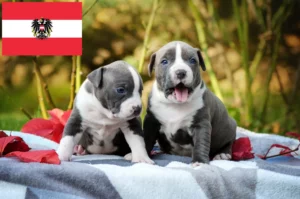Read more about the article American Staffordshire Terrier Züchter und Welpen in Österreich