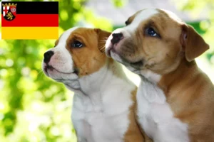 Read more about the article American Staffordshire Terrier Züchter und Welpen in Rheinland-Pfalz