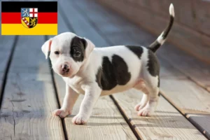 Read more about the article American Staffordshire Terrier Züchter und Welpen im Saarland