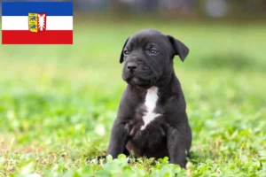 Read more about the article American Staffordshire Terrier Züchter und Welpen in Schleswig-Holstein