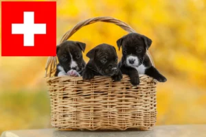 Read more about the article American Staffordshire Terrier Züchter und Welpen in der Schweiz