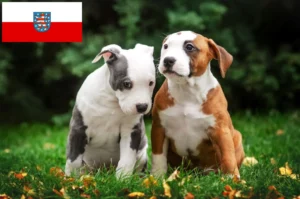 Read more about the article American Staffordshire Terrier Züchter und Welpen in Thüringen