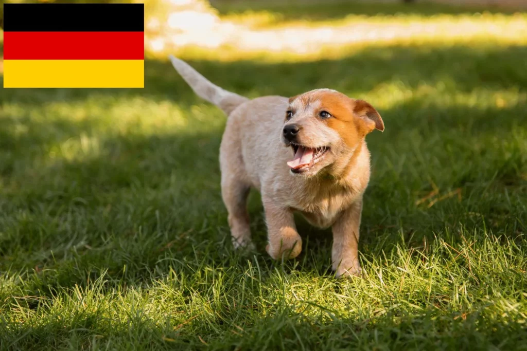 Australian Cattle Dog Züchter mit Welpen Deutschland