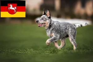 Read more about the article Australian Cattle Dog Züchter und Welpen in Niedersachsen
