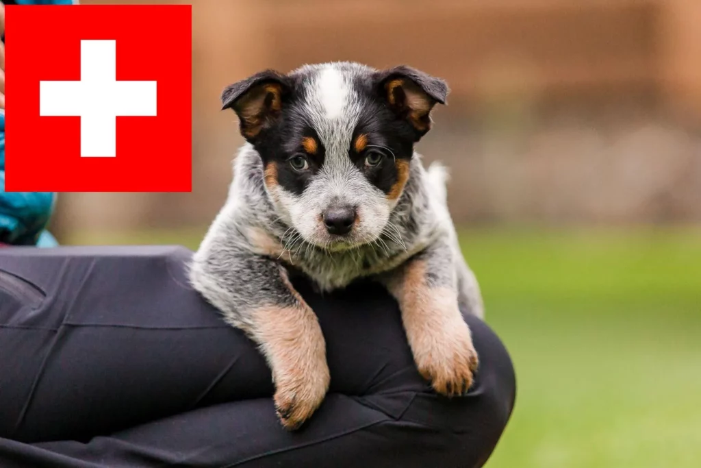 Australian Cattle Dog Züchter mit Welpen Schweiz