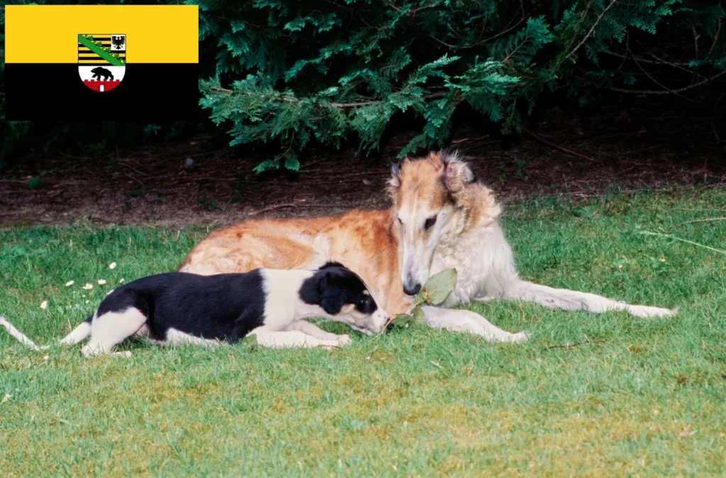 Barsoi Züchter und Welpen in SachsenAnhalt DogWeb Hundeportal