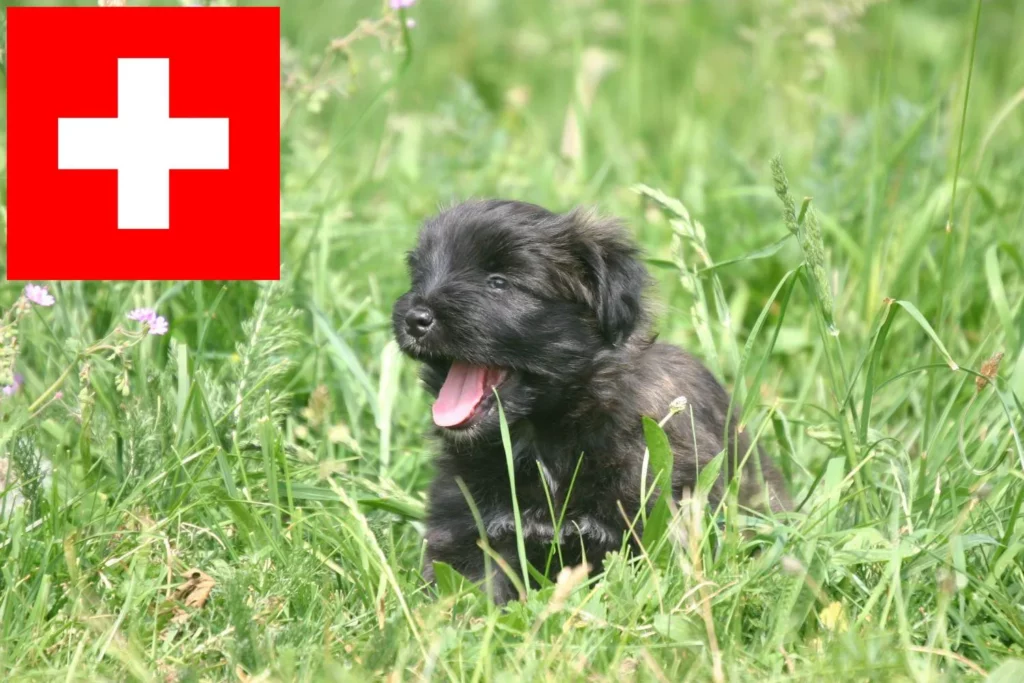 Berger des Pyrenees Züchter mit Welpen Schweiz