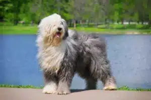 Read more about the article Bobtail / Old English Sheepdog