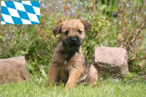 Read more about the article Border Terrier Züchter und Welpen in Bayern